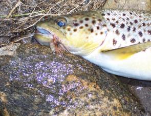 Some rivers in East Gippsland have benefited from recent rains and the trout fishing has improved substantially.